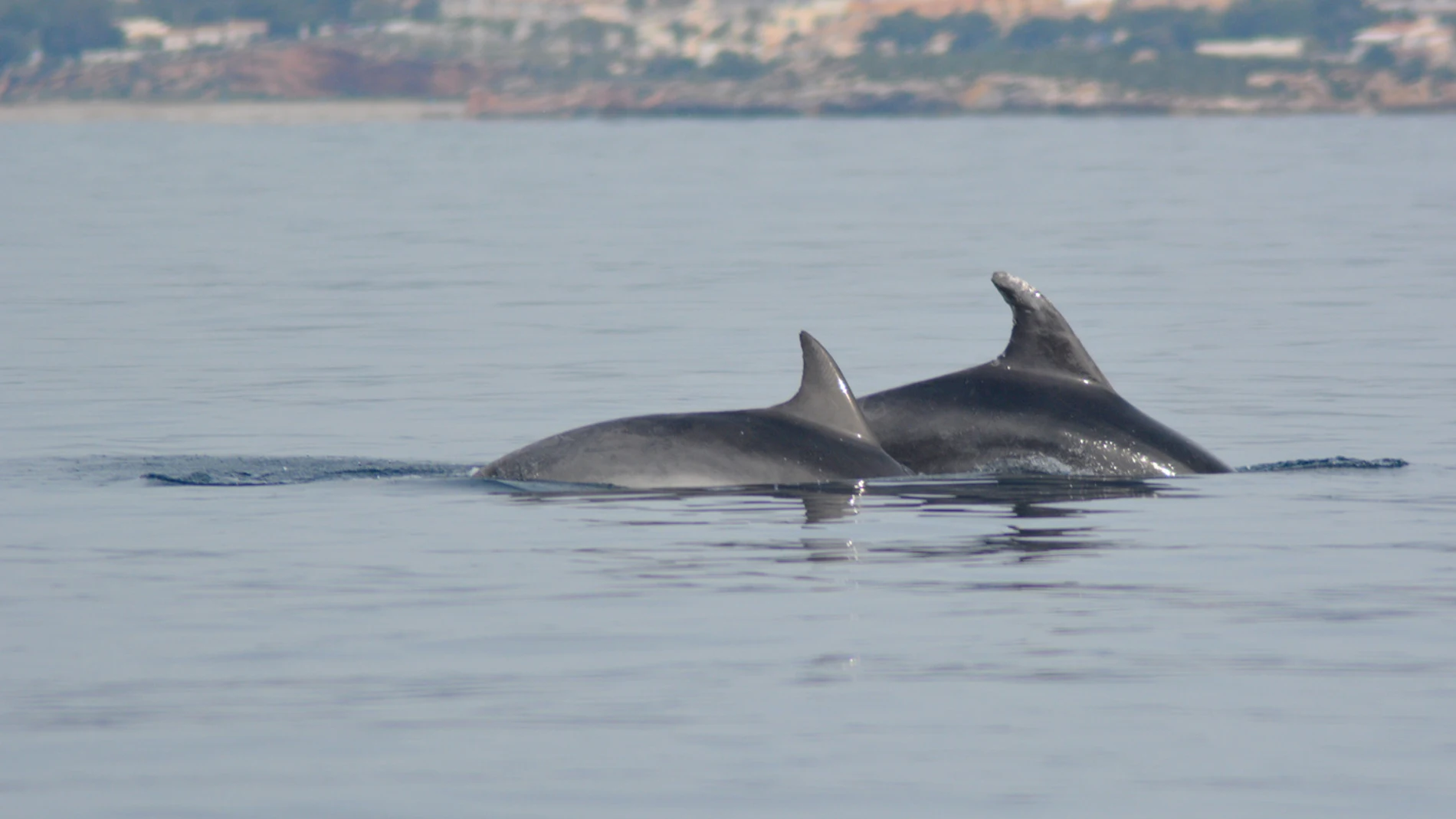 Liberados dos ejemplares de delfín mular de la almadraba de La Azohía, en Cartagena