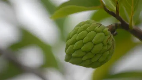 Chirimoya Chirimoya