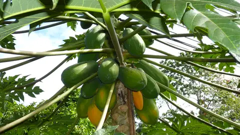 Papaya Papaya