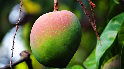 Mango Mango