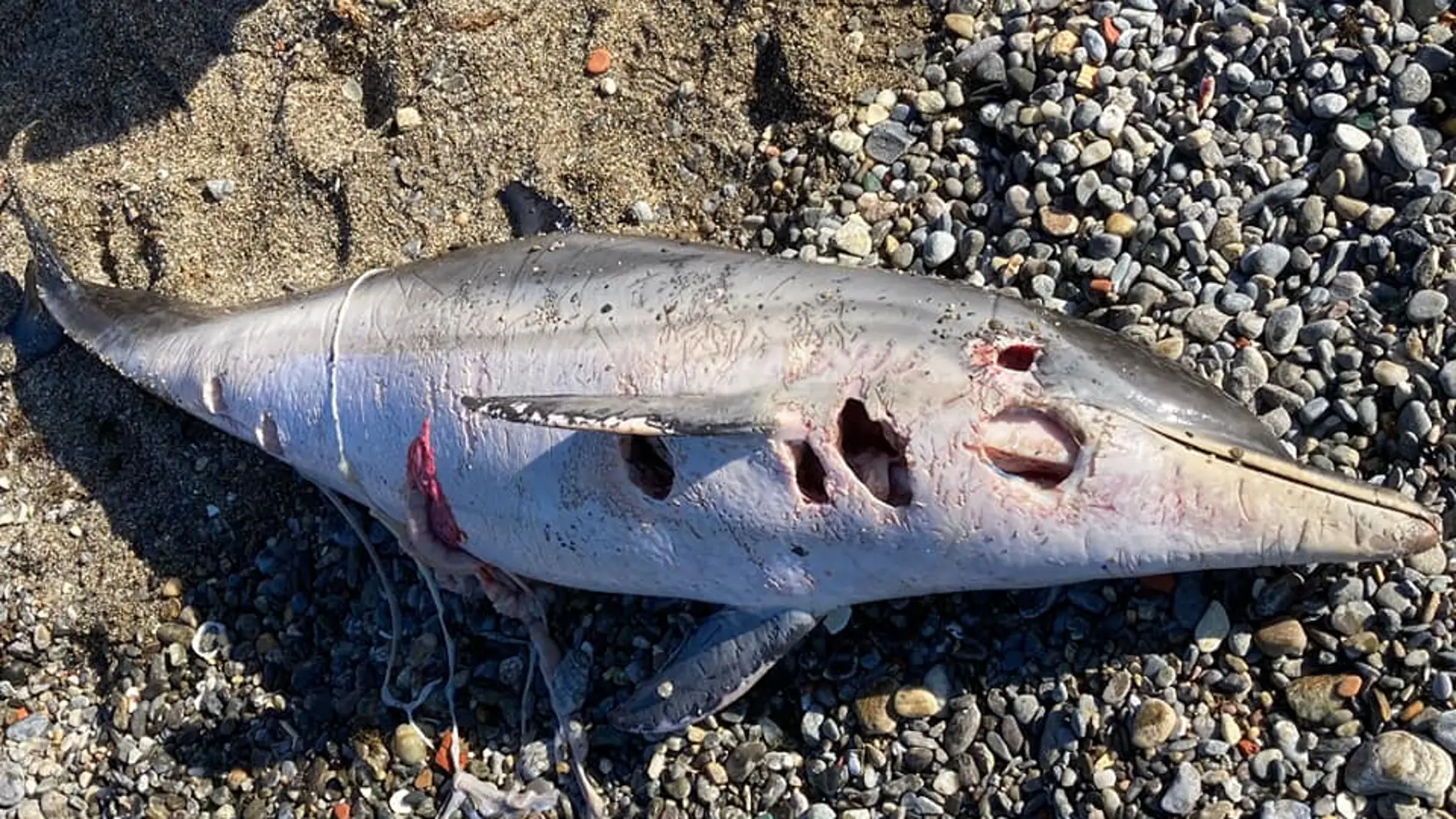 Denuncian la &quot;masacre&quot; de delfines mutilados en las costas de Ceuta
