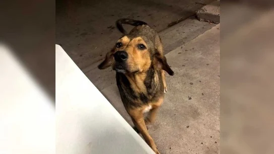 El brutal asesinato a machetazos de un perro provoca una ola de indignación en las redes El brutal asesinato a machetazos de un perro provoca una ola de indignación en las redes