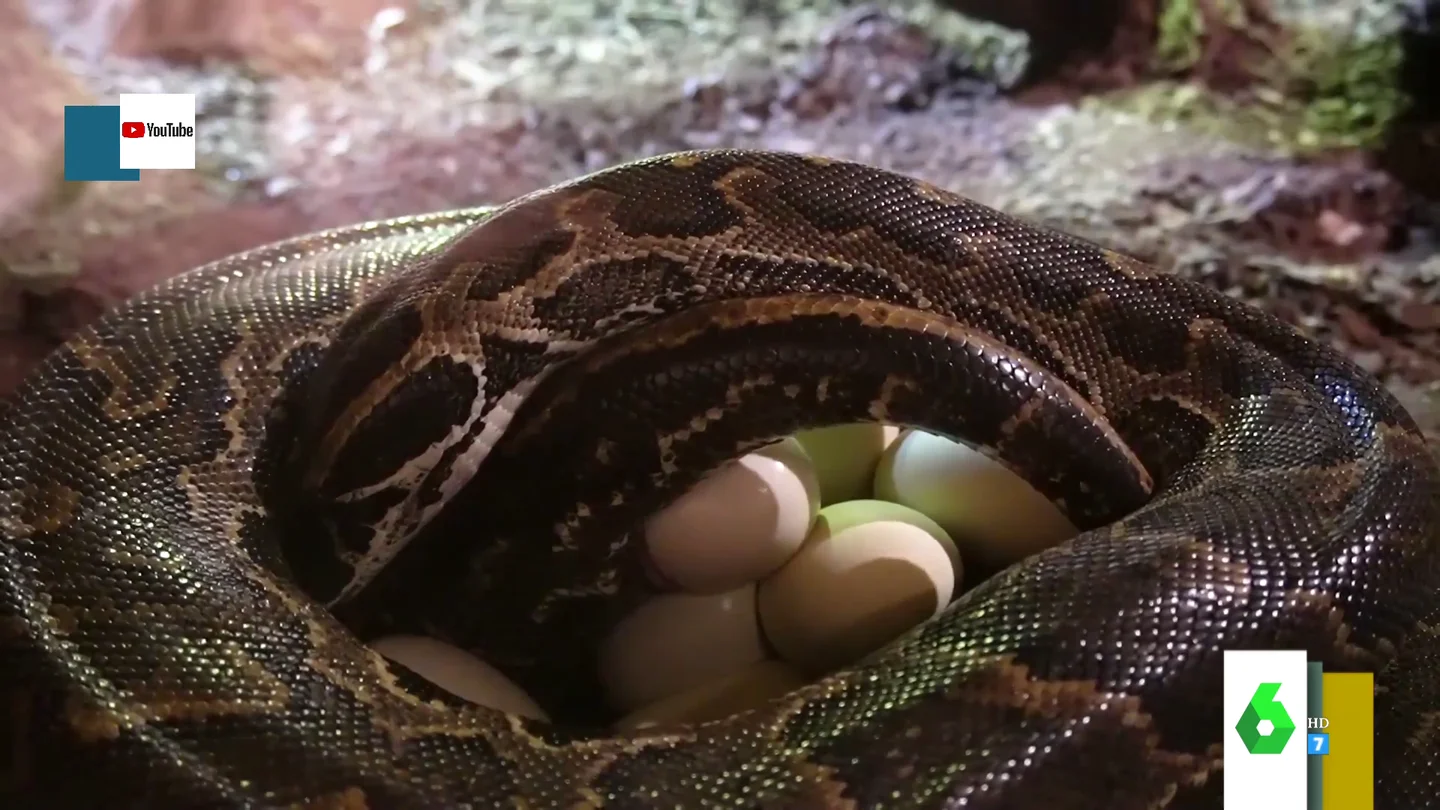 Serpiente Serpiente