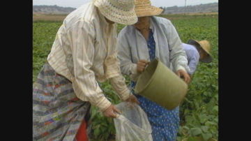 Imagen de agricultores en el campo