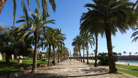 Palma Palma