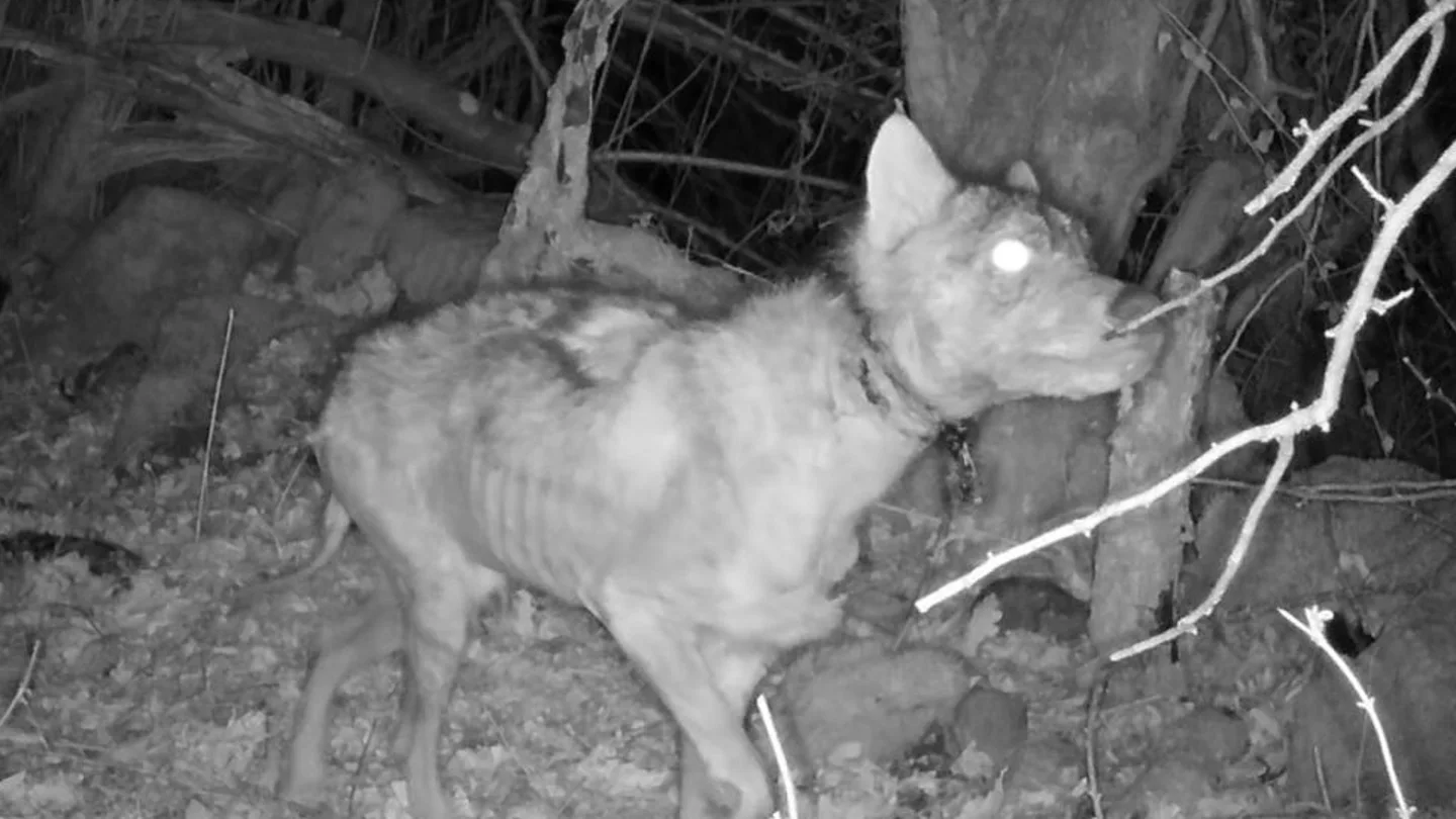 Imagen de un lobo, esquelético y con sarna, publicada por el Fondo de Protección Animal Maltrato animal