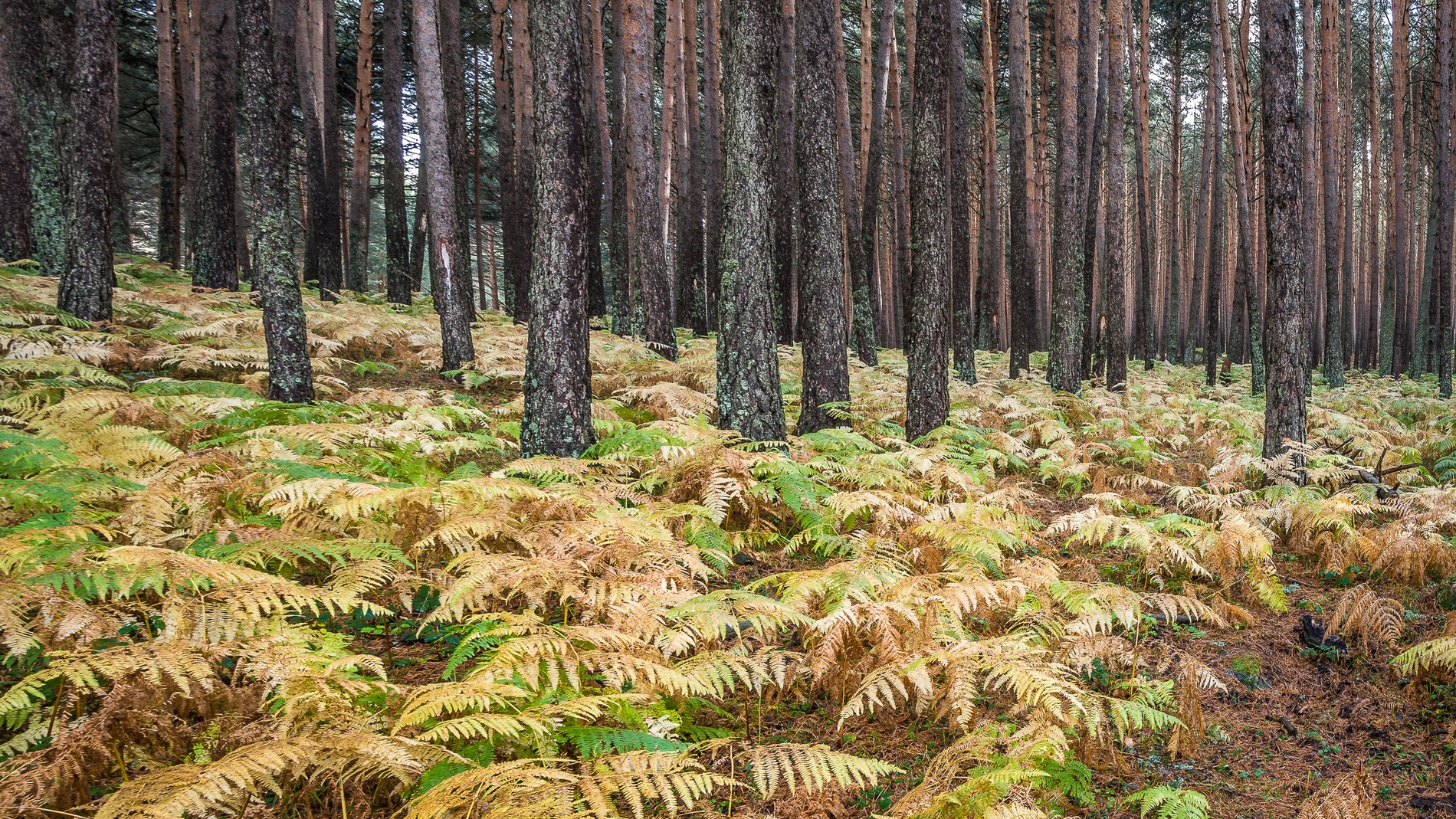 Desarrollan una herramienta para estimar el valor economico de los recursos naturales