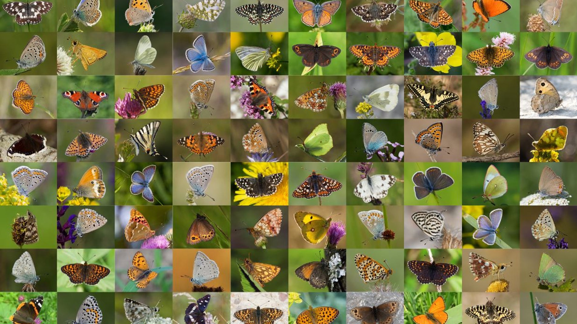 Mariposas europeas