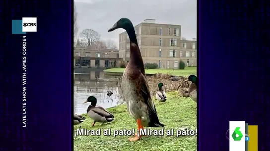 Long Boi, el pato británico que se ha vuelto viral por su enorme estatura Long Boi, el pato británico que se ha vuelto viral por su enorme estatura