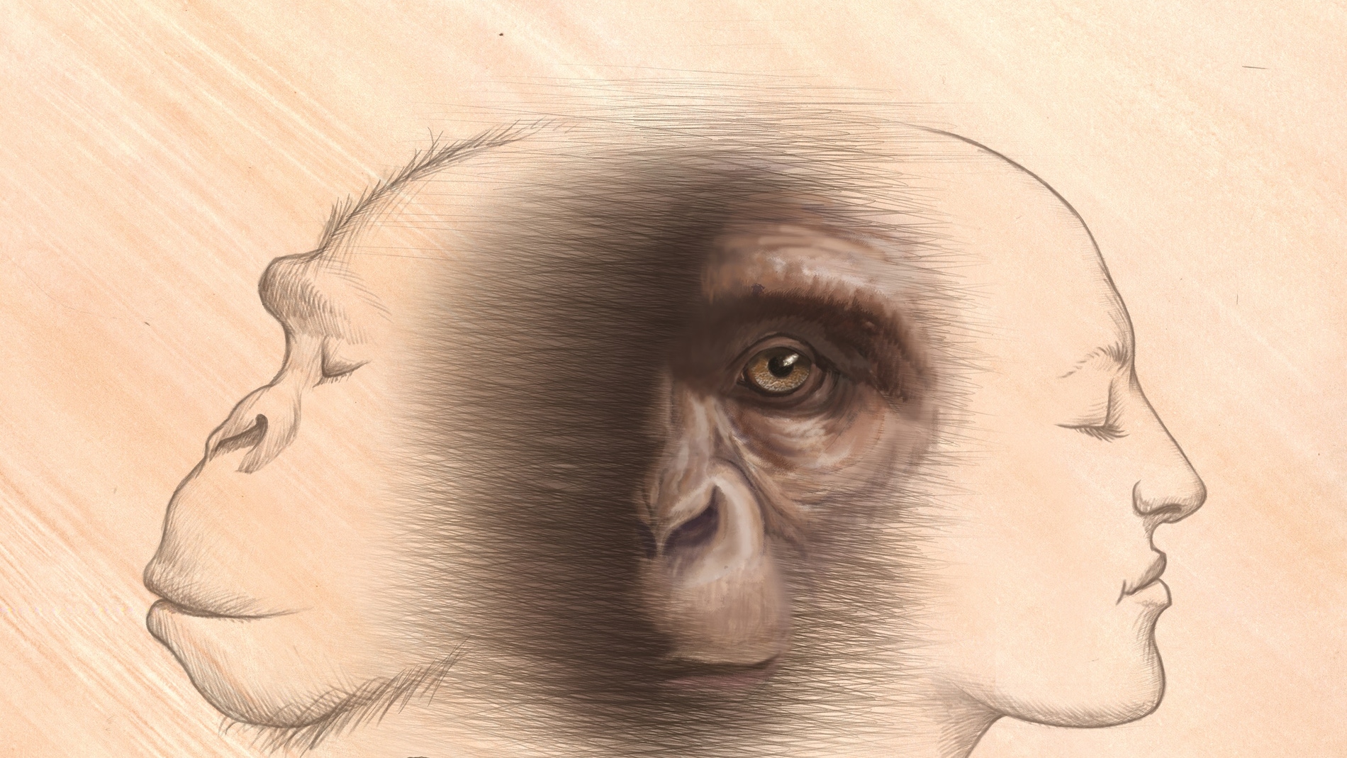 Chimpancés y humanos comparten un ancestro común que vivió a finales del  Mioceno