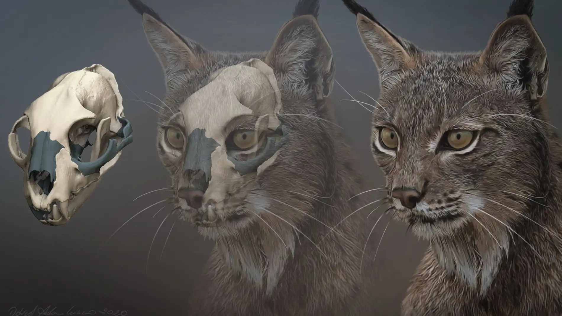 Reconstrucción lince ibérico