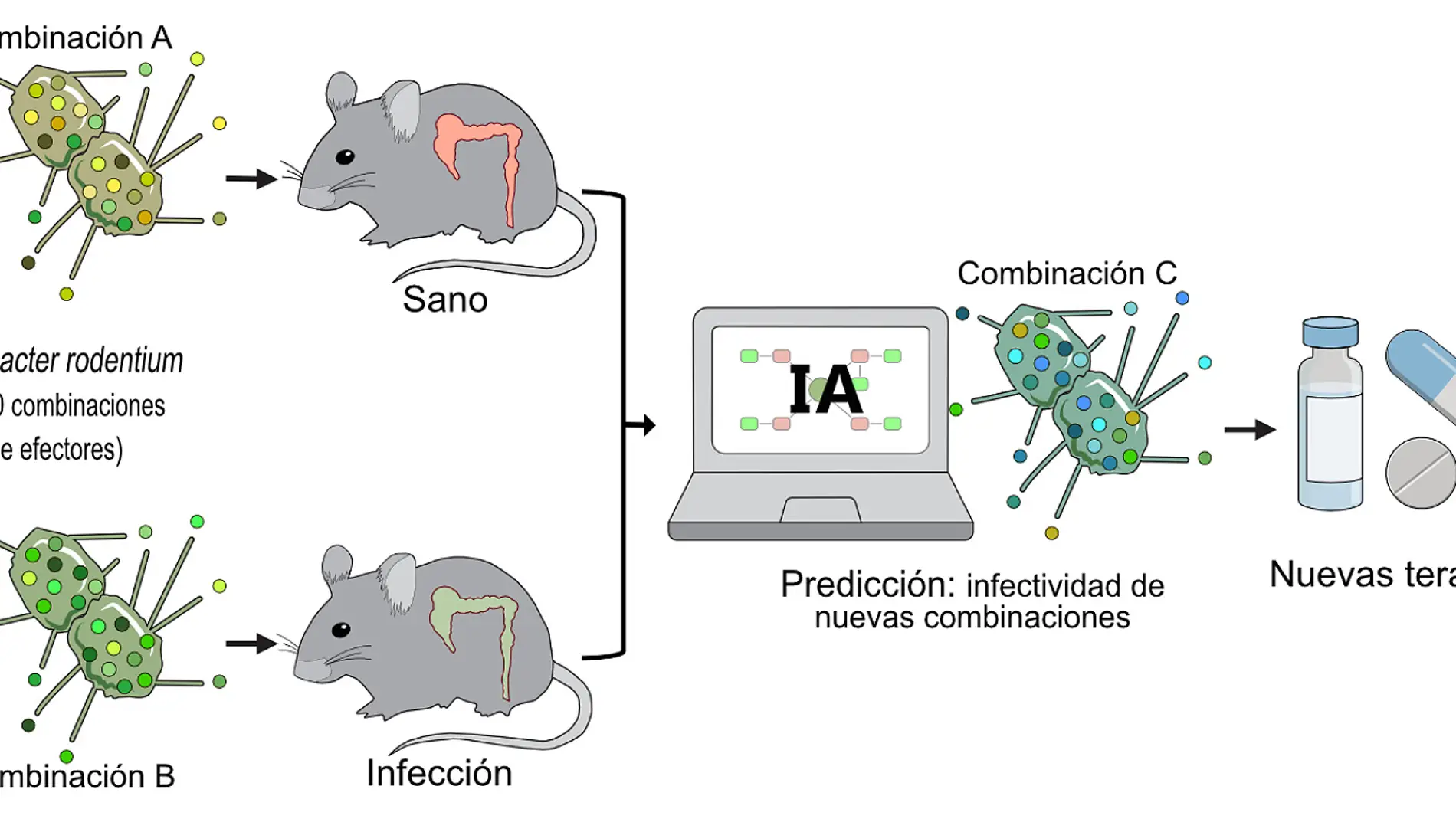 Inteligencia artificial para descifrar como infectan las bacterias