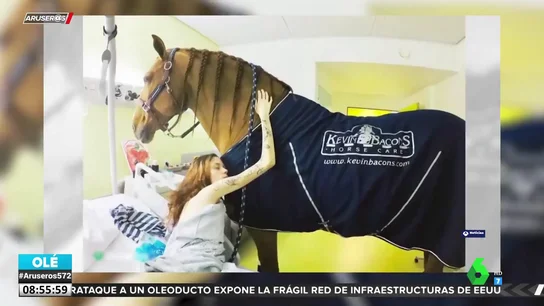 CABALLO TUMORES CABALLO TUMORES