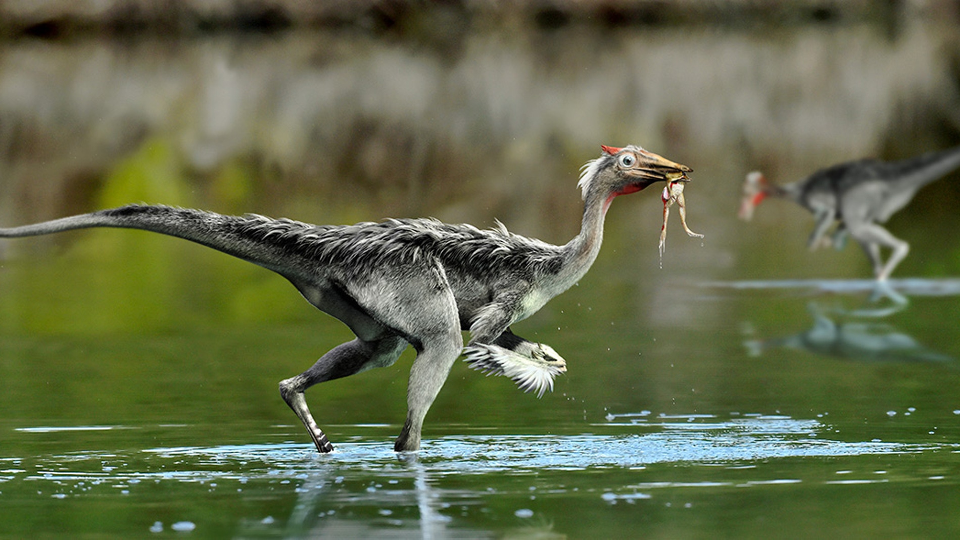 El dinosaurio de Cuenca que revoluciono la historia de los ornitomimosaurios revela nuevos datos