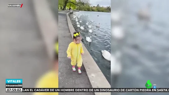 Un grupo de cisnes persigue a una niña disfrazada de pato por un parque Un grupo de cisnes persigue a una niña disfrazada de pato por un parque