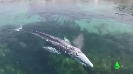 ballena wally ballena wally