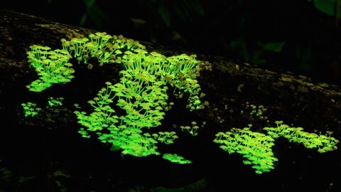 Hongos bioluminiscentes
