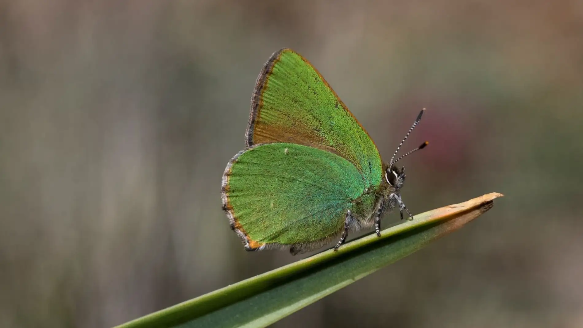 Mariposa