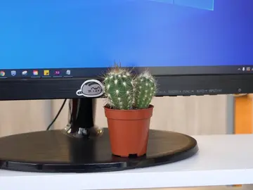 Cactus en una pantalla Cactus en una pantalla