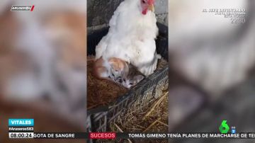 La surrealista imagen de una gallina cuidando de tres gatos recién nacidos