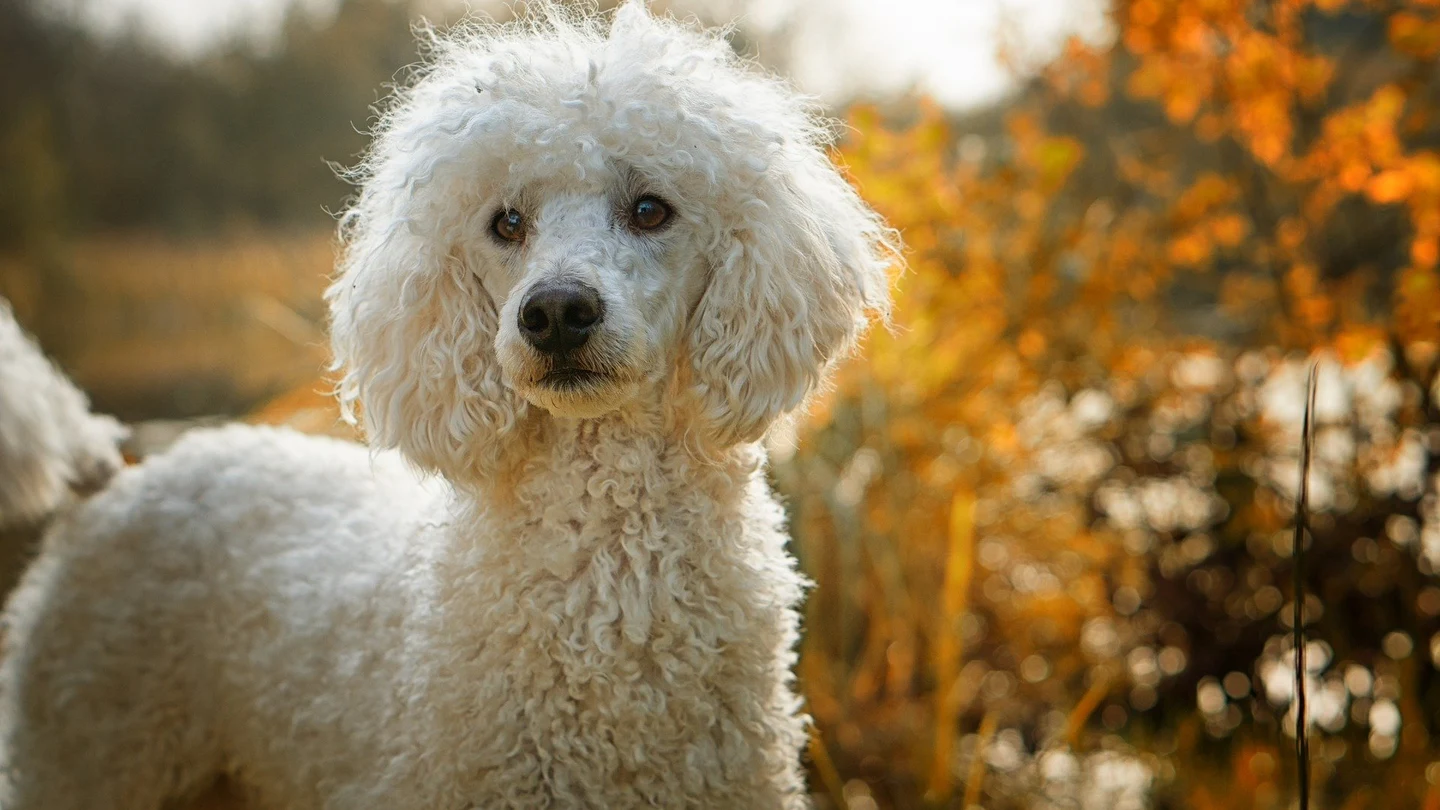 Imagen de archivo de un caniche Caniche