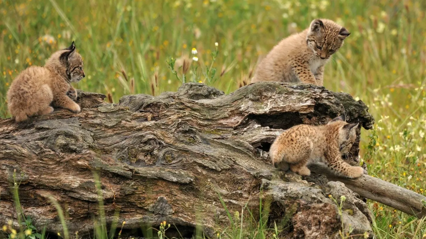 Hito histórico para el lince ibérico: el número de ejemplares vivos supera el millar desde que se tiene registro y asciende a 1.111 Hito histórico para el lince ibérico: el número de ejemplares vivos supera el millar desde que se tiene registro y asciende a 1.111