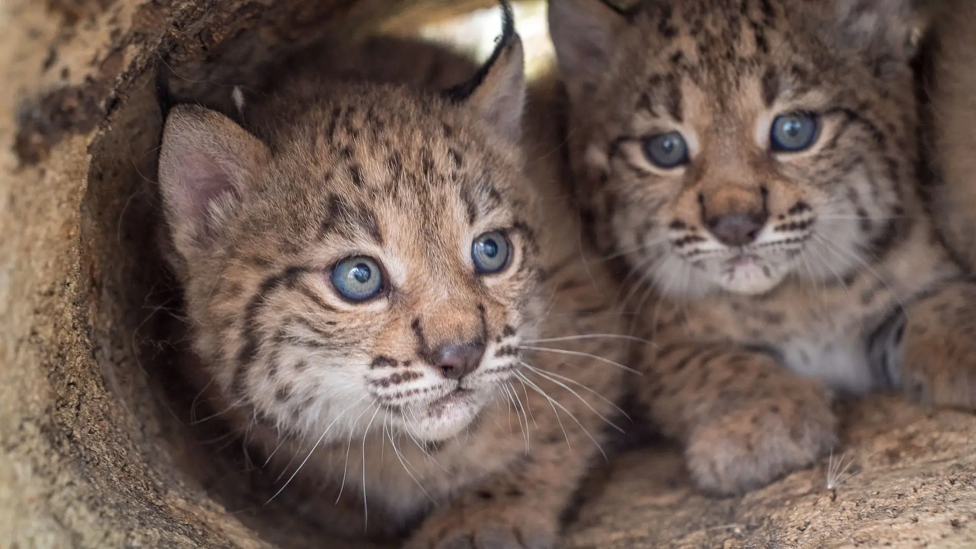 La poblacion de linces ibericos alcanza su maximo historico con mas de un millar de ejemplares