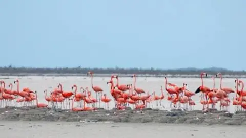 Inagua National Park Inagua National Park