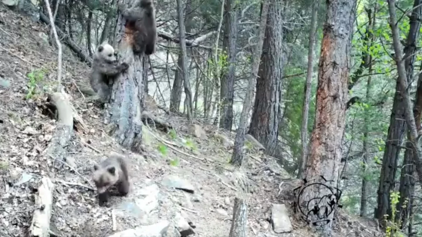 Primeras crías de oso pardo en Los Pirineos Primeras crías de oso pardo en Los Pirineos