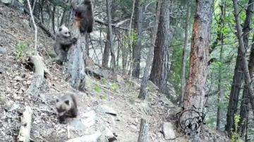 Primeras crías de oso pardo en Los Pirineos