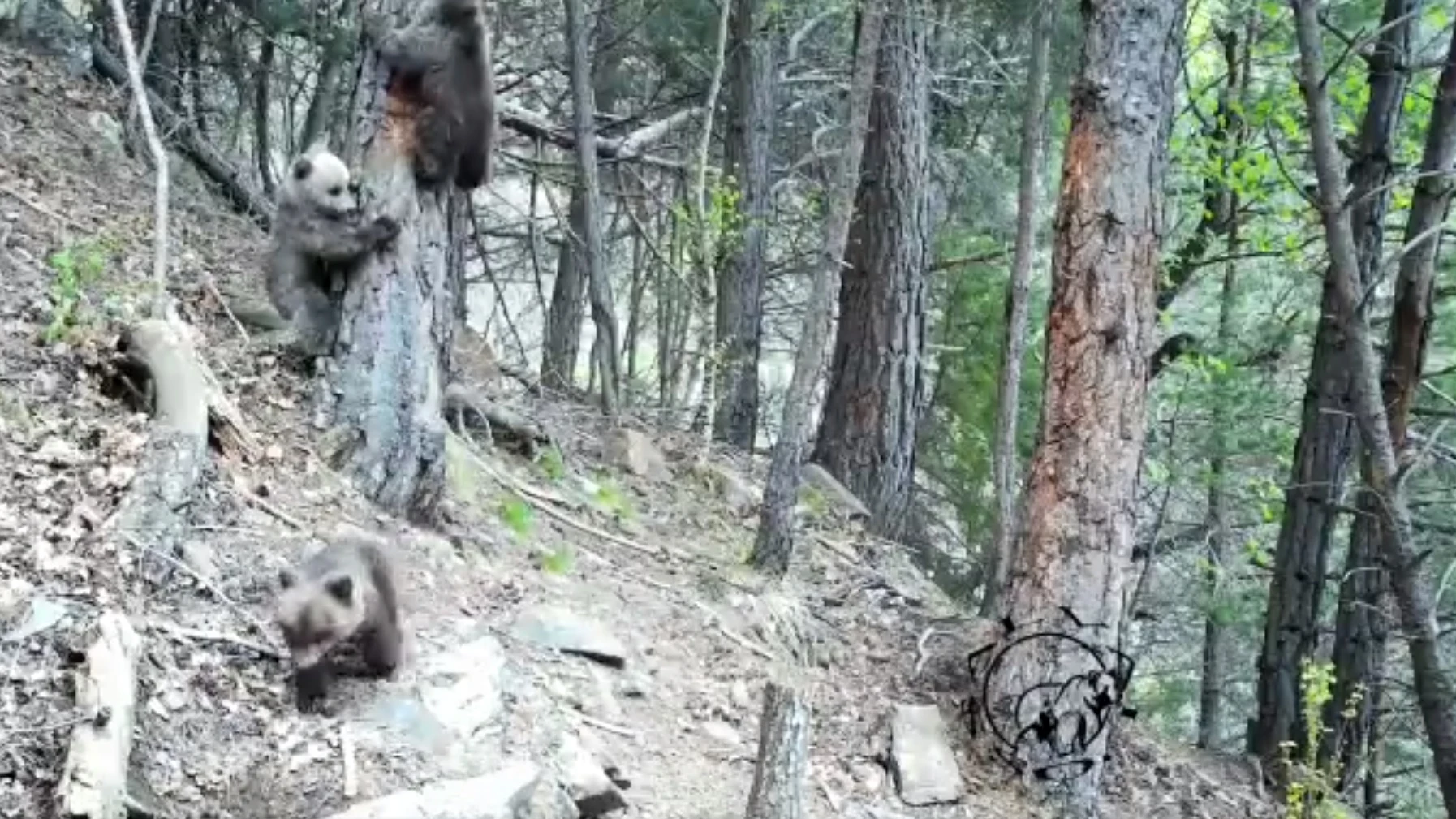 Primeras crías de oso pardo en Los Pirineos