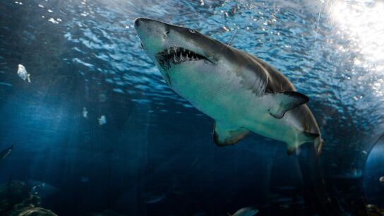 Un superviviente de ataque de tibur&oacute;n recuerda su terrible episodio: &ldquo;Fue como un perro agarrando un hueso&rdquo;