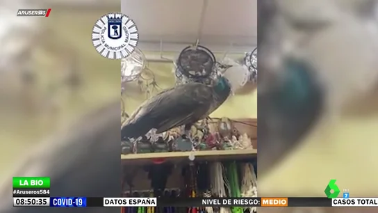 El momento en el que capturan a un pavo real en una tienda de Lavapiés, en Madrid El momento en el que capturan a un pavo real en una tienda de Lavapiés, en Madrid