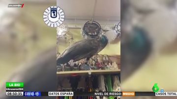 El momento en el que capturan a un pavo real en una tienda de Lavapiés, en Madrid