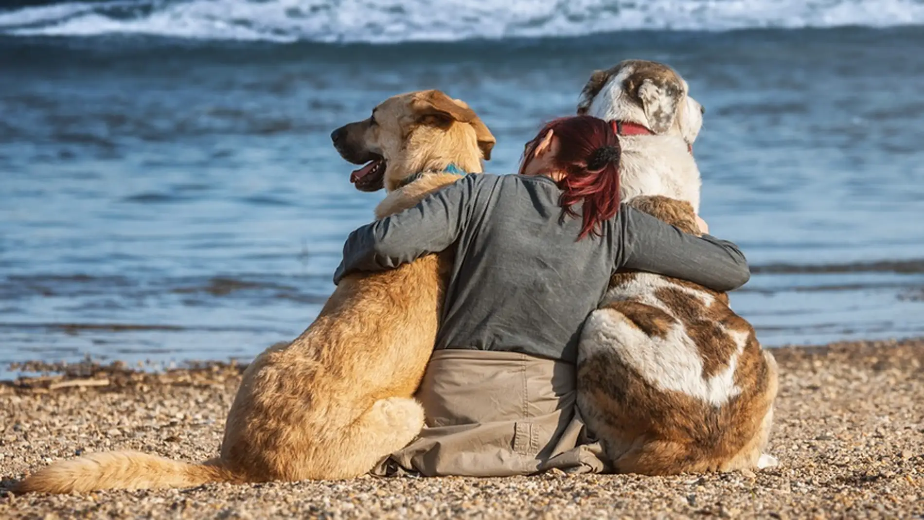 Playas que admiten perros en Murcia