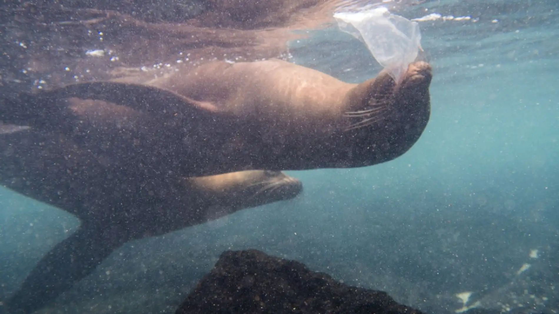 León marino en Galápagos