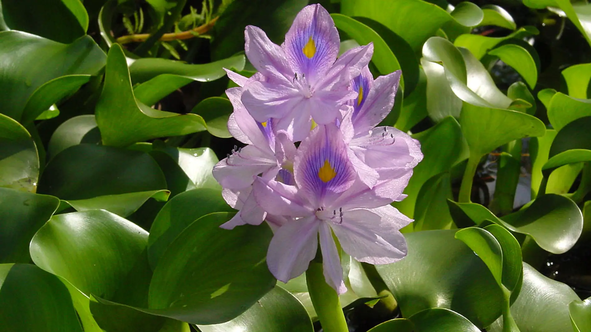 Flor del camalote