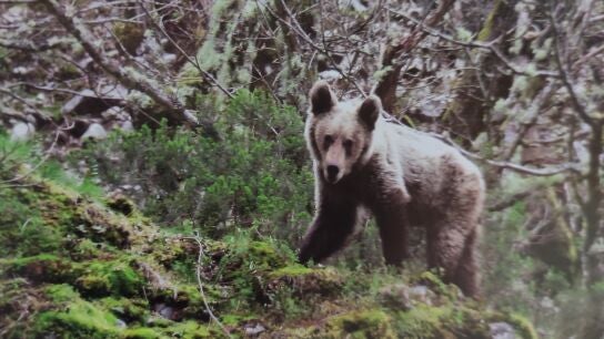 Una mujer herida muy grave por el ataque de un oso en Sonande 