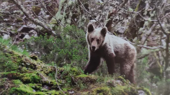 Una mujer herida muy grave por el ataque de un oso en Sonande Una mujer herida muy grave por el ataque de un oso en Sonande