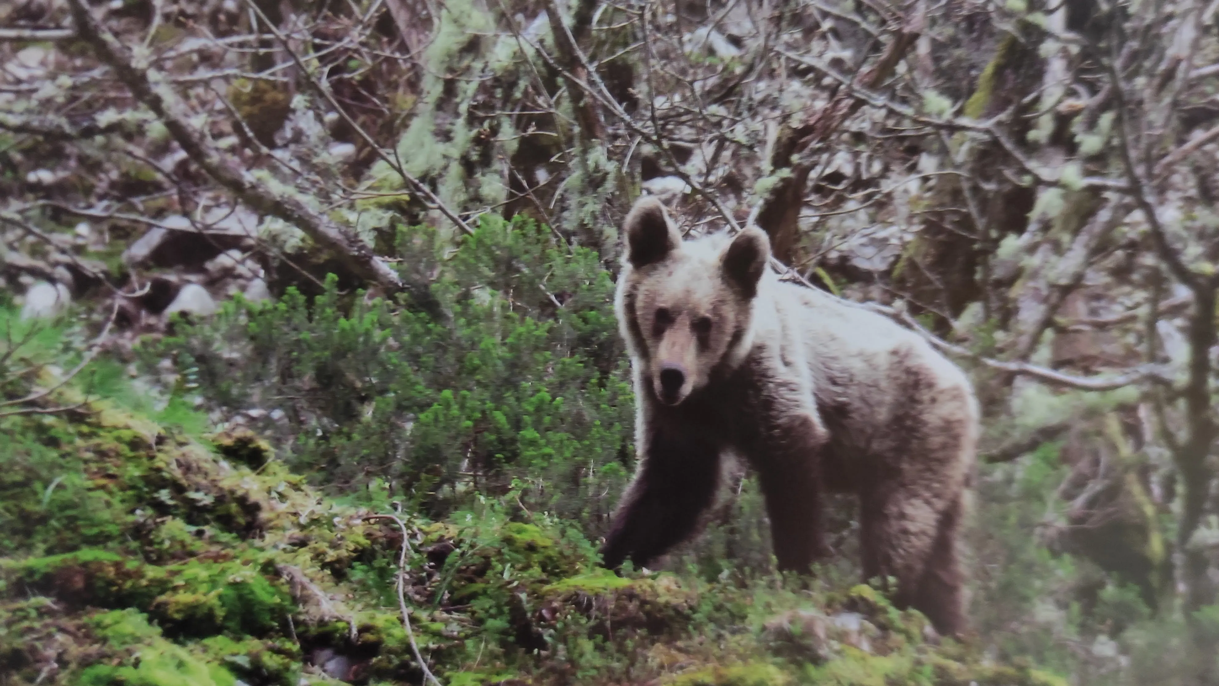 Una mujer herida muy grave por el ataque de un oso en Sonande 