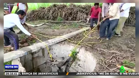 El angustioso rescate de un antílope tras caer a un pozo El angustioso rescate de un antílope tras caer a un pozo
