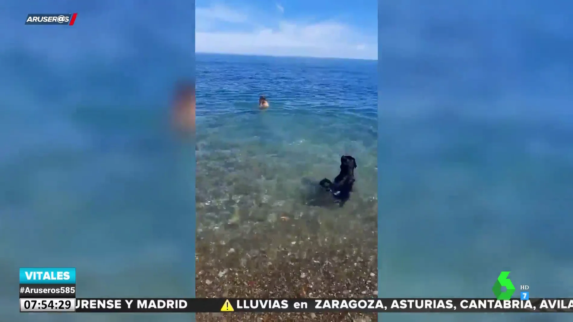 La reacción de dos perros al ver que su dueño se ahoga en la playa