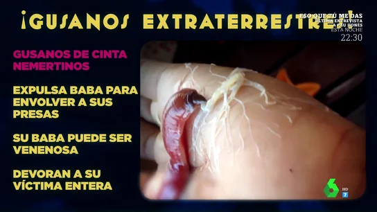 Bichos Bichos