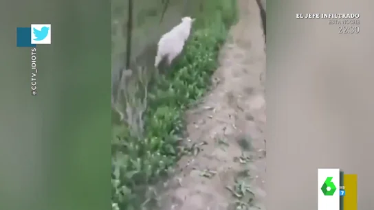 El inesperado final del rescate a una oveja atrapada en una zanja El inesperado final del rescate a una oveja atrapada en una zanja