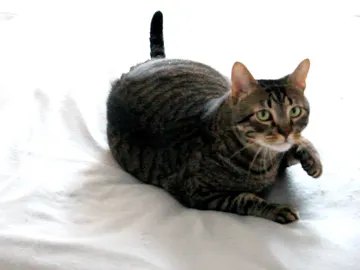 ¿Qué piensa tu gato? ¿Qué piensa tu gato?