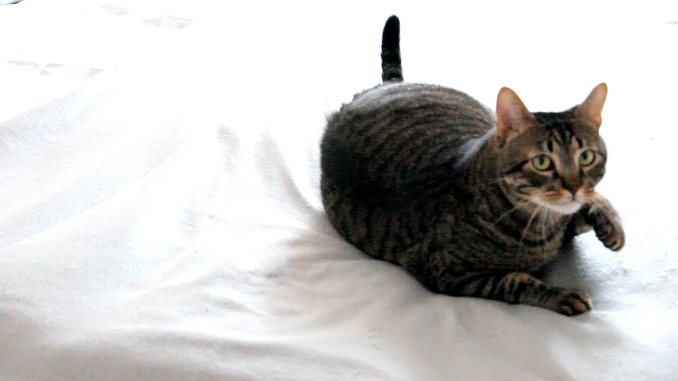 ¿Qué piensa tu gato?