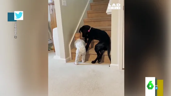 El enternecedor vídeo de un perro cuidado a un bebé: así evita que suba las escaleras El enternecedor vídeo de un perro cuidado a un bebé: así evita que suba las escaleras