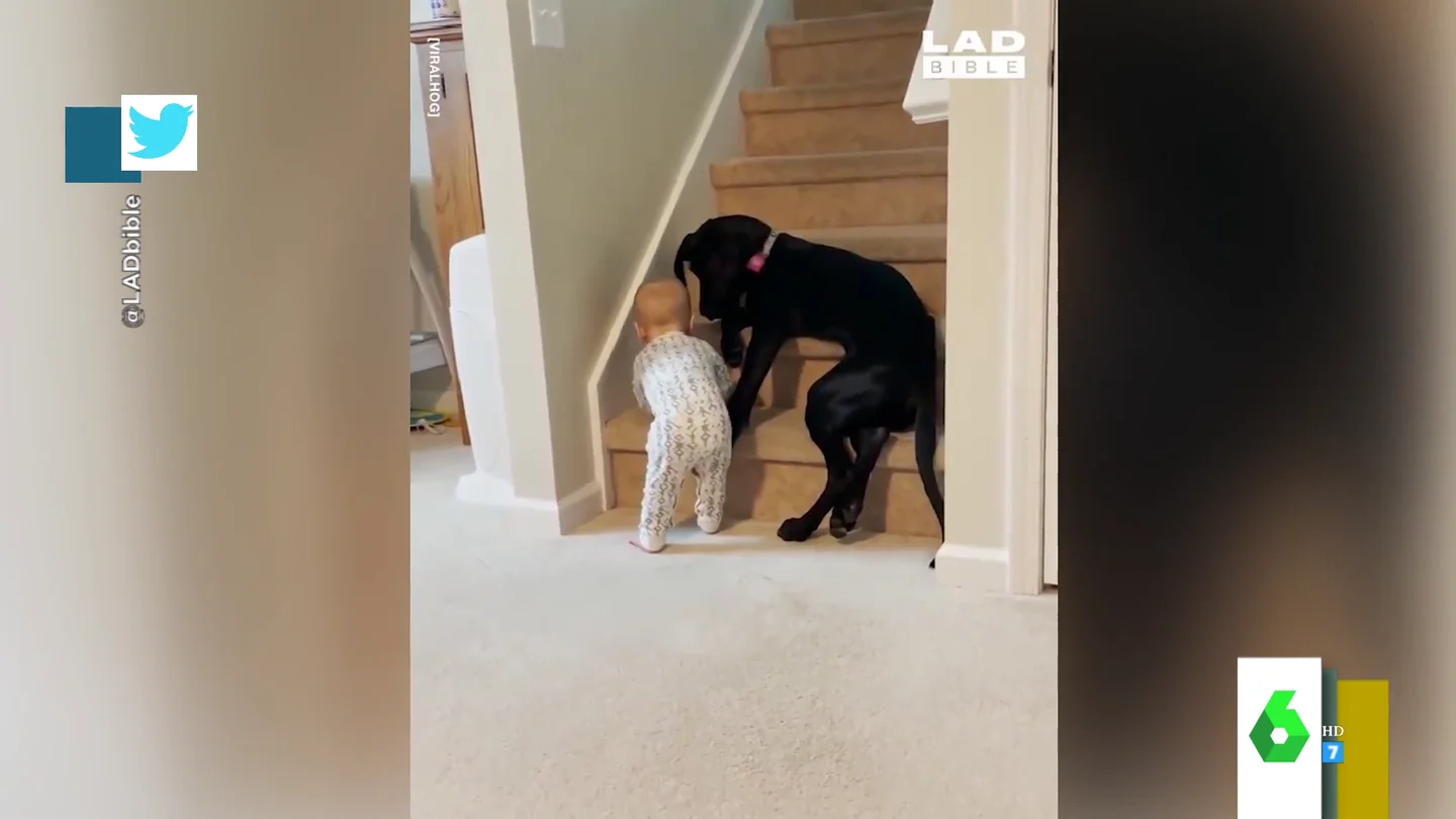 El enternecedor vídeo de un perro cuidado a un bebé: así evita que suba las escaleras El enternecedor vídeo de un perro cuidado a un bebé: así evita que suba las escaleras