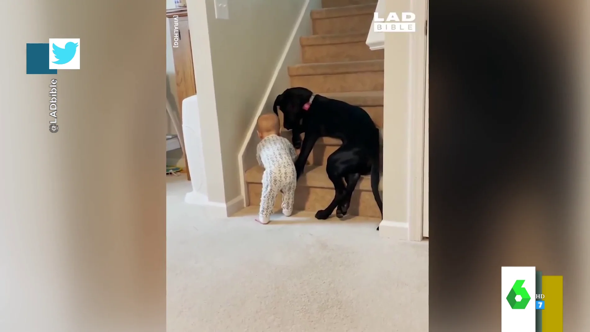 El enternecedor vídeo de un perro cuidando a un bebé: así evita que suba  las escaleras