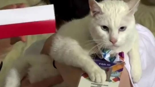 Aquiles, el gato que predice los resultados de la Eurocopa Aquiles, el gato que predice los resultados de la Eurocopa